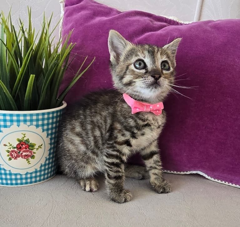 patisu - Sahiplenme İlanı